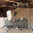 حمام خضاري طلق لأهل الصقور