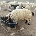 فحل نعيمي صنف فاخر