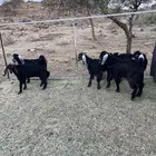 تيوس