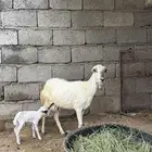 نعجه منتوج