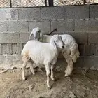طليان للبيع عمر 4 اشهر وحول تم البييع خارج الموقع.