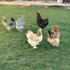 للبيع 4 دجاج بياض 1 ديك نوع برهما حجم كبير سوبر