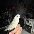 ببغاء روز اليف وهدد داخلي