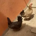 دجاج عربي اصيل