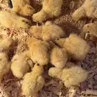 صوص سمان تكساس اللاحم