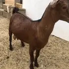 تيس مجمل على برسيم وشعير