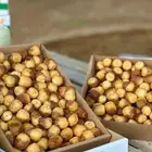 تمر سكري مناصيف