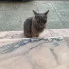 قط سكوتش للتبني