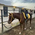 فرس بنت هيمان مروان الشقب شعبيه بدون أوراق