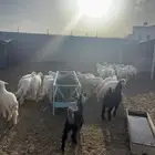 طليان وتيوس ذبايح