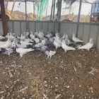 حمام بلدي للبيع