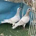 حمام شامي