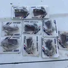 بليتين نيسان