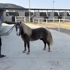 سيسي فحل لون ذهبي