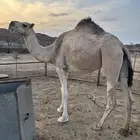 ضروبه شقحا نظره للبيع