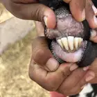 عنز سلم ورم تحتها تيس