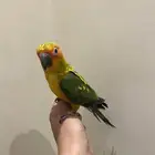 صن كنيور اليف و متكلم