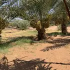 تمر للبيع
