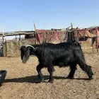 تيس حار جدا  صنف سنه رباع هدي بلحيل وطيب