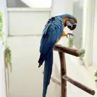 ببغاء مكاو بلود اند قولد اليف ومتكلم