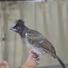 بلبل كشميري
