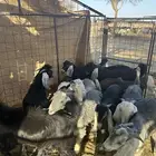 تيوس العدد16