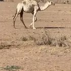 بكره مفروده رمانيه