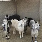 للبيع معزا عوارض العدد 6 وتحتها 10