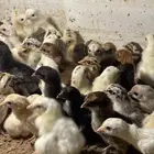 صيصان بلدي للبيع