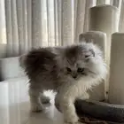 قطط كيتن للبيع