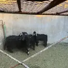 تيوس و فحول للبيع