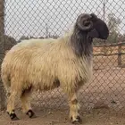 بيع الله يبارك له فحل نعيم ثني ادبس