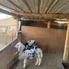 خروفين طيبات ونظاف للي بيربط