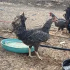 دجاج للبيع