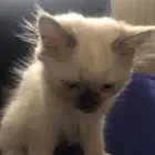 قطط هملايا