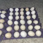 بيض بلدي صحي