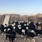 طليان نجد ضحايا