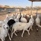 للبيع سواكن