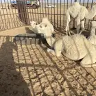 بكرة بنت الحاكم