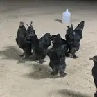 طقمين براهما اسود صك