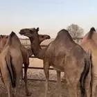 قعدان سودانيه