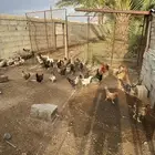 دجاج بلدي