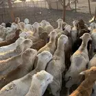 90 طليان رفيدي مربى
