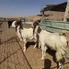 جذعه ورباع دفيع
