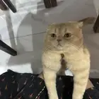 قطة سكوتش