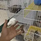 روز البينو