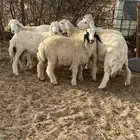 طليان حريه