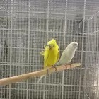 جوز بادجي مع انتاجه