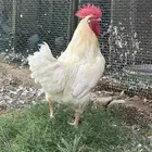 ديوك دجاج لوهمان أصل