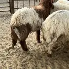 عنك